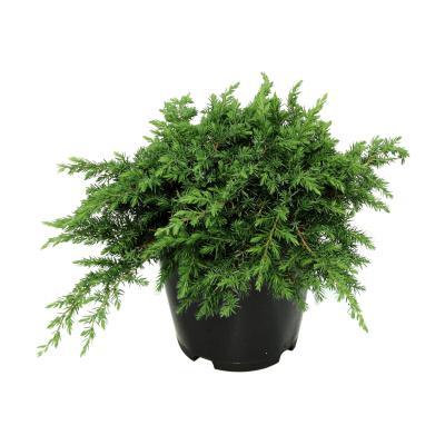 Можжевел.прибреж.Schlager, Гор25, Выс50 И в интернет гипермаркете «Планета Лета». Фото