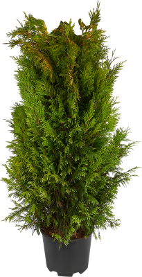 Кипарисовик Л.Ivonne, Гор13, Выс20-25 Б в интернет гипермаркете «Планета Лета». Фото