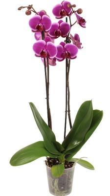 Фаленопсис 2 pp Purple Eyoung Edie, Гор12, Выс70 в интернет гипермаркете «Планета Лета». Фото