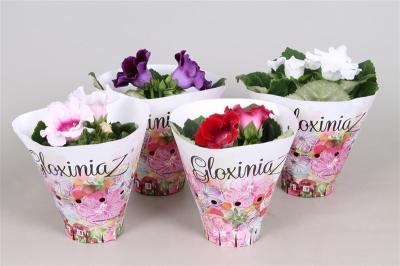 Синнингия Mix dubble, Гор12, Выс30 в интернет гипермаркете «Планета Лета». Фото