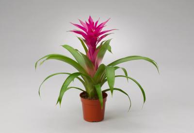 Гузмания Voila, Гор12, Выс50 в интернет гипермаркете «Планета Лета». Фото