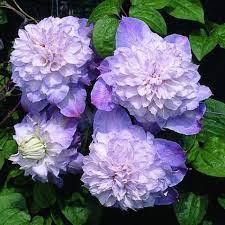 Клематис крупноцветковый Вероника Чойс (туба) в интернет гипермаркете «Планета Лета». Фото