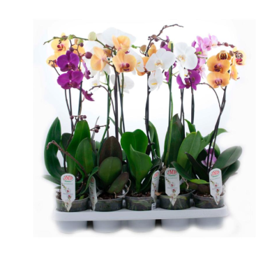 Фаленопсис 1 pp Mix Special, Гор12, Выс60, IV в интернет гипермаркете «Планета Лета». Фото
