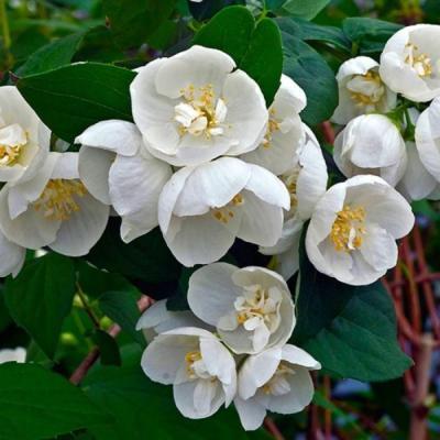 Чубушник виргинский 7Ц (туба) в интернет гипермаркете «Планета Лета». Фото