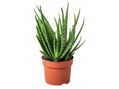 Алоэ Vera, Гор6, Выс15 в интернет гипермаркете «Планета Лета». Фото