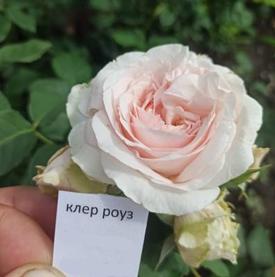 Роза чайно-гибридная Клер Роуз ОКС в интернет гипермаркете «Планета Лета». Фото