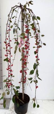 Яблоня декор.Royal Beauty, Гор38, Выс200 в интернет гипермаркете «Планета Лета». Фото