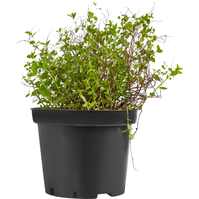 Спирея японская Little Princess, Гор19, Выс20-40 М в интернет гипермаркете «Планета Лета». Фото