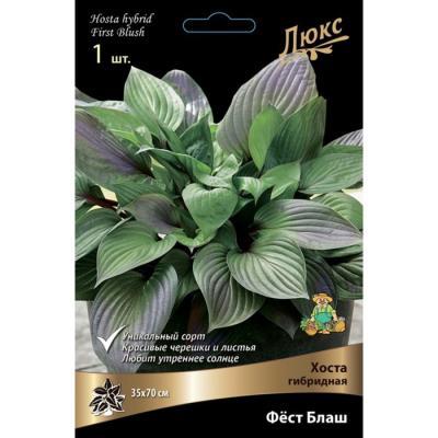 Хоста гибридная Фёст Блаш/К ПОИСК в интернет гипермаркете «Планета Лета». Фото Хоста гибридная Фёст Блаш/К в интернет гипермаркете «Планета Лета». Фото