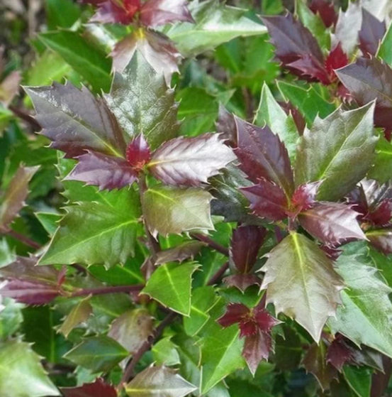 Падуб М.Heckenblau штамб, Гор23, Выс80 в интернет гипермаркете «Планета Лета». Фото