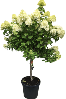 Гортензия метельчатая Limelight штамб, Гор24, Выс100 в интернет гипермаркете «Планета Лета». Фото