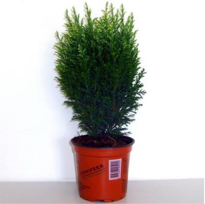 Кипарисовик Л.Snow White, Гор13, Выс30 в интернет гипермаркете «Планета Лета». Фото