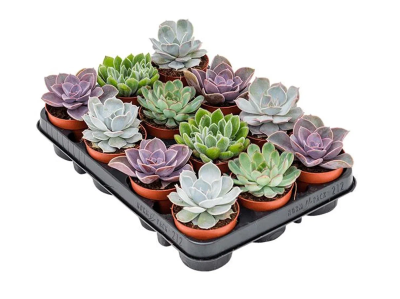 Эчеверия color, Гор10, Выс20 в интернет гипермаркете «Планета Лета». Фото