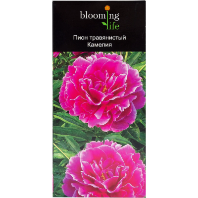 Пион травянистый Камелия (туба), в интернет гипермаркете «Планета Лета». Фото