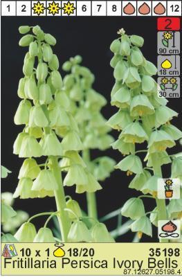 GLO Фритиллярия Persica Ivory Bells (x1)  в интернет гипермаркете «Планета Лета». Фото GLO Фритиллярия Persica Ivory Bells (x1) в интернет гипермаркете «Планета Лета». Фото
