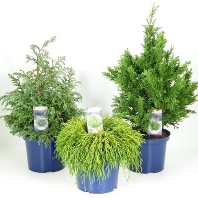 Кипарисовик микс, Гор9, Выс20 в интернет гипермаркете «Планета Лета». Фото