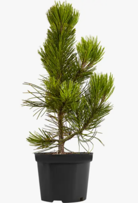 Сосна черная Ottos Compact, Гор17-19 , Выс10+ Б в интернет гипермаркете «Планета Лета». Фото