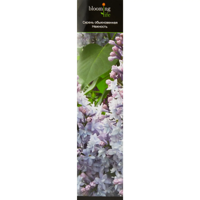 Сирень обыкновенная Нежность (туба) в интернет гипермаркете «Планета Лета». Фото