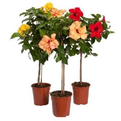 Гибискус Bangkok on stam, Гор22, Выс100 в интернет гипермаркете «Планета Лета». Фото