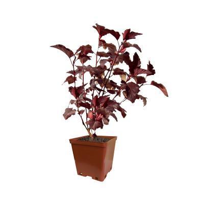 Пузыреплодник калинолистный Lady in Red, Гор19, Выс60-100 М в интернет гипермаркете «Планета Лета». Фото