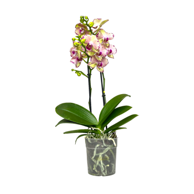 Фаленопсис 2 pp Pirate Picot декор, Гор12, Выс50 в интернет гипермаркете «Планета Лета». Фото
