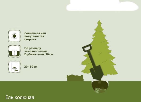 Ель колючая Супер Блю Сидлинг Гор23, Выс50 КТ в интернет гипермаркете «Планета Лета». Фото