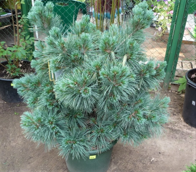 Сосна Веймутова Macopin, Выс40, Гор25 в интернет гипермаркете «Планета Лета». Фото