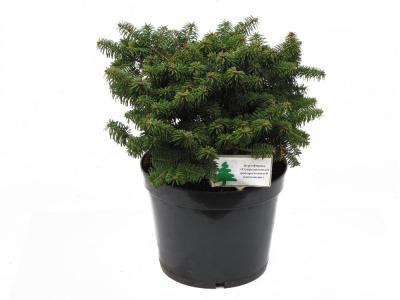 Пихта бальзам.Nana, Гор19, Выс50 в интернет гипермаркете «Планета Лета». Фото