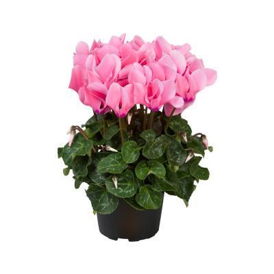 Цикламен крупноцветковый, Гор15 М в интернет гипермаркете «Планета Лета». Фото