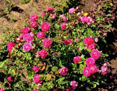 Роза плетистая Виктория C2 Выс30 в интернет гипермаркете «Планета Лета». Фото