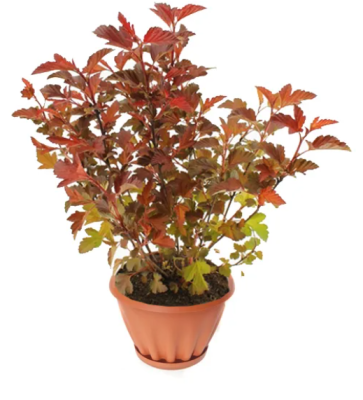 Пузыреплодник калин.Diabolo D'or, Гор19, Выс80 в интернет гипермаркете «Планета Лета». Фото