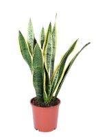 Сансевиерия Laurentii, Гор12, Выс40, уц2 в интернет гипермаркете «Планета Лета». Фото