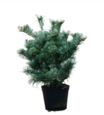 Сосна мелкоцв.Negishi, Гор43, Выс70 в интернет гипермаркете «Планета Лета». Фото