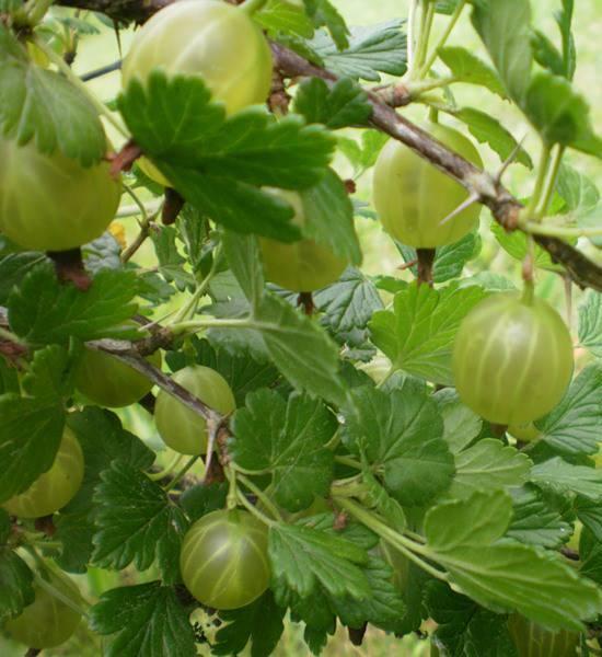 Крыжовник Уральский изумруд С2 Выс50 в интернет гипермаркете «Планета Лета». Фото