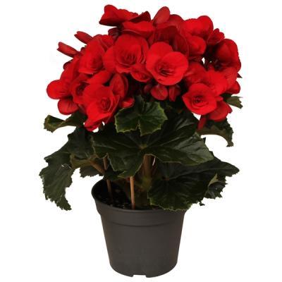 Бегония Balladin /красная/, Гор13, Выс40 М в интернет гипермаркете «Планета Лета». Фото