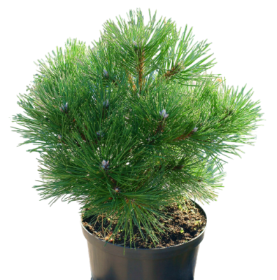 Сосна черная Spielberg, Гор28, Выс40 И в интернет гипермаркете «Планета Лета». Фото