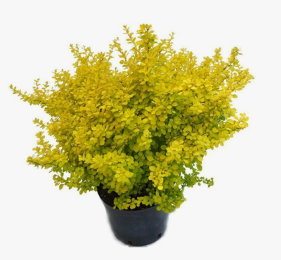 Барбарис Т.Bonanza Gold, Гор17, Выс20-35 в интернет гипермаркете «Планета Лета». Фото