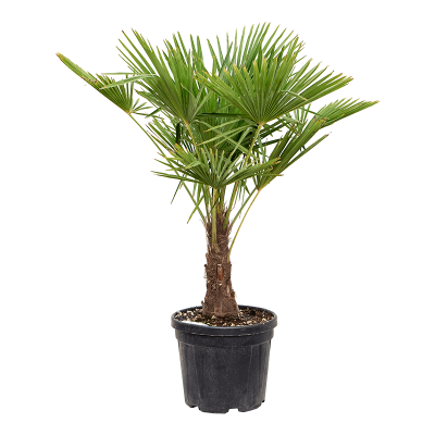 Трахикарпус FORTUNEI, С5, Выс60-80 И в интернет гипермаркете «Планета Лета». Фото