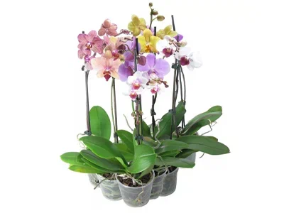Фаленопсис Mix Pilorica, Гор12, Выс65 в интернет гипермаркете «Планета Лета». Фото