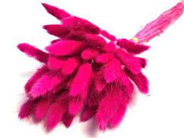 Лагурус розовый 1шт в интернет гипермаркете «Планета Лета». Фото