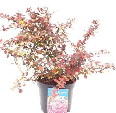 Барбарис Т.Rose Glow, Гор17, Выс20-30 в интернет гипермаркете «Планета Лета». Фото