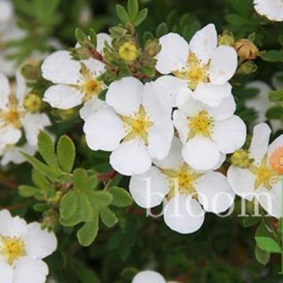 Лапчатка кустарниковая Трифорд Крим 7Ц в интернет гипермаркете «Планета Лета». Фото