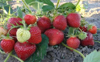 Рассада Земляника садовая Вима Тарда (3шт) в интернет гипермаркете «Планета Лета». Фото