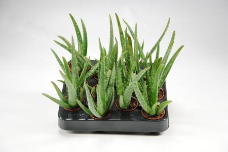 Алоэ Vera, Гор15, Выс60 в интернет гипермаркете «Планета Лета». Фото