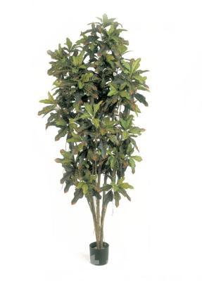 Кротон 150 см 10.37605N Ф в интернет гипермаркете «Планета Лета». Фото