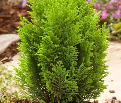 Кипарисовик Л.Ellwoodii, Гор13, Выс40 в интернет гипермаркете «Планета Лета». Фото