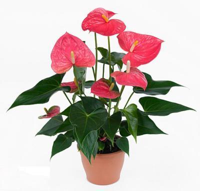 Антуриум Colorado Roy, Гор14, Выс50 в интернет гипермаркете «Планета Лета». Фото