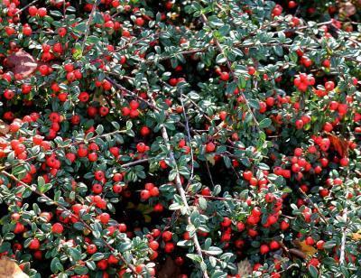 Кизильник крошечный штамб, Гор19, Выс100 в интернет гипермаркете «Планета Лета». Фото