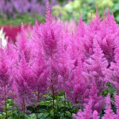 STA Астильба Gloria Purpurea (x1 ) в интернет гипермаркете «Планета Лета». Фото