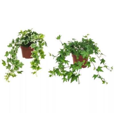 Плющ обыкновенный, Гор13, Выс25 в интернет гипермаркете «Планета Лета». Фото